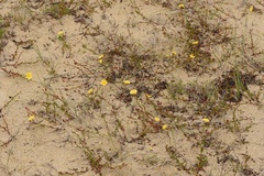 Crocanthemum brasiliense