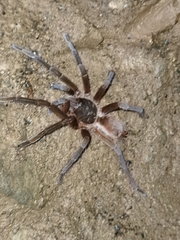 Sericopelma
