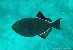 Melichthys niger