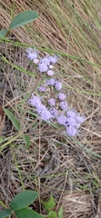 Chromolaena squarrulosa