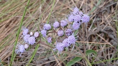 Chromolaena squarrulosa