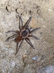 Sericopelma
