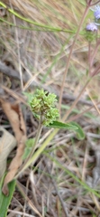 Chromolaena squarrulosa