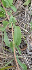 Chromolaena squarrulosa