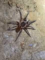 Sericopelma