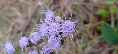 Chromolaena squarrulosa