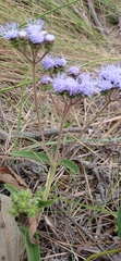 Chromolaena squarrulosa
