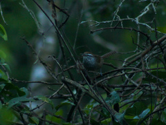 Pheugopedius maculipectus