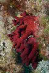 Alcyonium acaule