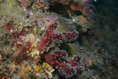 Alcyonium acaule