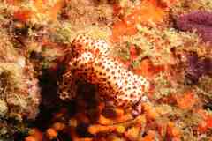 Alcyonium acaule