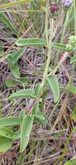 Chromolaena squarrulosa