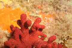 Alcyonium acaule