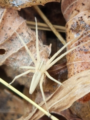 Pisaurina dubia