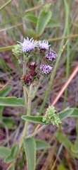 Chromolaena squarrulosa