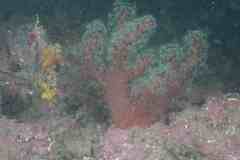 Alcyonium acaule