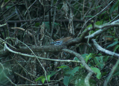 Pheugopedius maculipectus