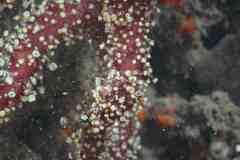 Alcyonium acaule