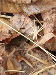 Pisaurina dubia