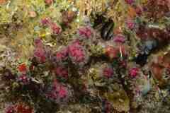 Alcyonium coralloides