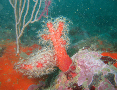 Alcyonium acaule