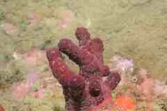Alcyonium acaule
