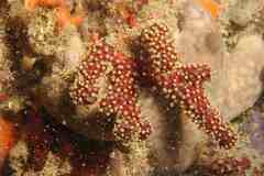 Alcyonium acaule
