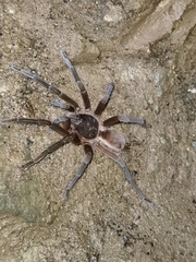 Sericopelma