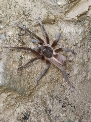 Sericopelma