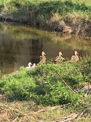 Anas platyrhynchos × fulvigula