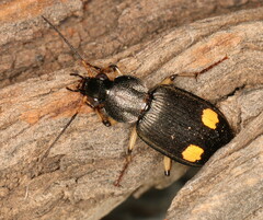 Chlaenius perspicillaris
