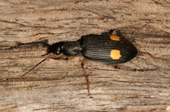 Chlaenius perspicillaris