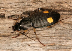 Chlaenius perspicillaris