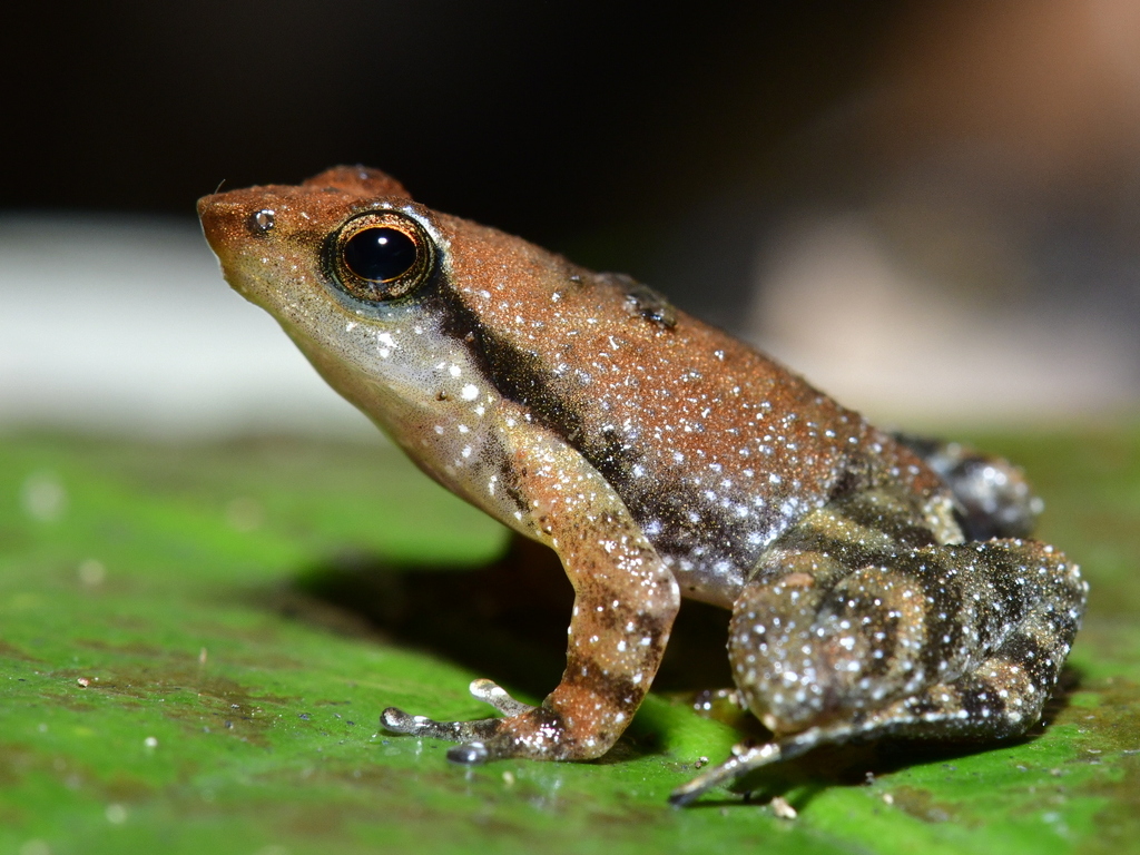 Amboli Torrent Frog