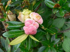 Exobasidium rhododendri