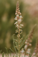 Reseda stenostachya