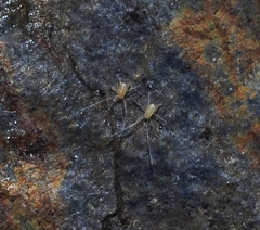 Linopodes motatorius