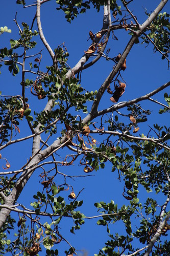 Schotia brachypetala