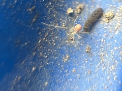 Spermophora senoculata