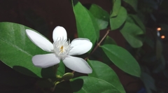 Wrightia antidysenterica