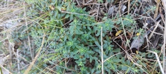 Coronilla minima