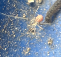 Spermophora senoculata