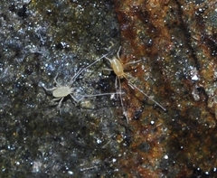 Linopodes motatorius