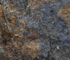 Linopodes motatorius
