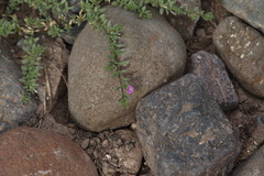 Calibrachoa parviflora