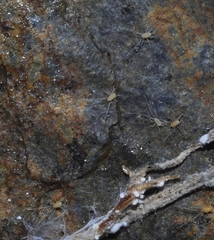 Linopodes motatorius