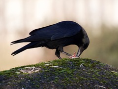 Corvus corone