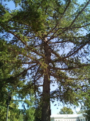 Larix
