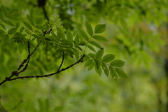Fraxinus ornus