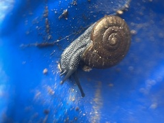 Triodopsis hopetonensis